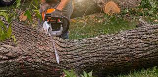 Best Tree Preservation Services  in Brevard, NC