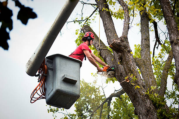 Brevard, NC  Tree Services Company