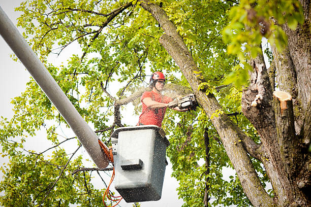 How Our Tree Care Process Works  in  Brevard, NC