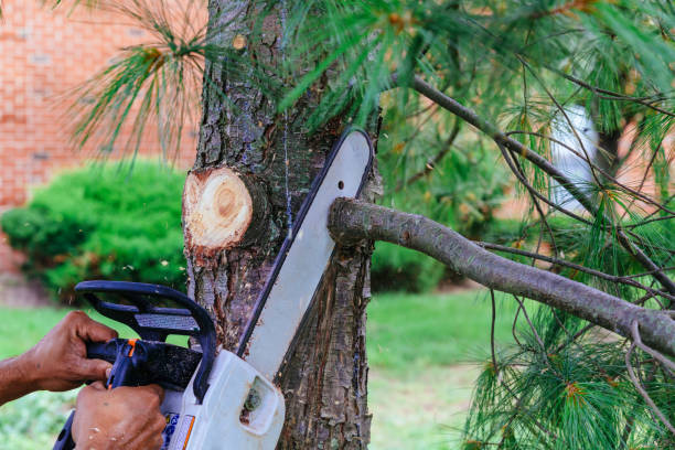 Best Tree Disease Treatment  in Brevard, NC